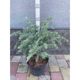 Кедр гімалайський Blue Globe, висота 40 см