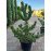 Продам сосну Oregon Green, горщик С7,5