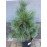 Продаж сосна Вітхорст, продам сосну Wiethorst, висота 60 см