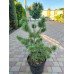 Продаж сосна парвіфлора Блю Вейв, висота 90-100 см, продам сосну Blue Wave