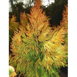 Продам саджанець туї Forever Goldy, висота 70 см, продам тую Форевер Голді