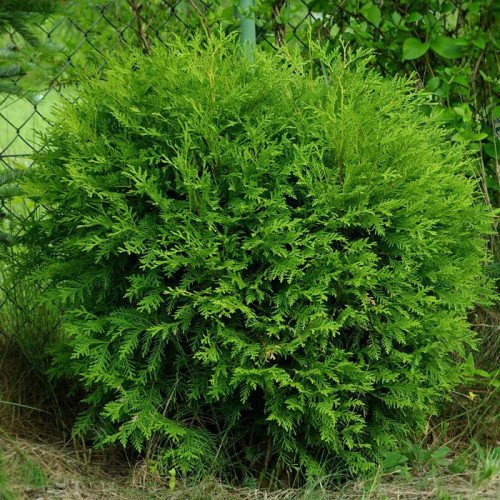 Продам саджанець туї Little Champion, висота 60 см, продам тую Літтл Чемпіон