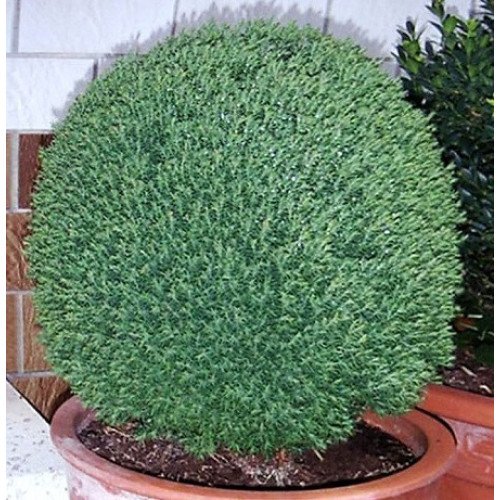 Продам саджанець туї Teddy, висота 30 см, продам тую Тедді