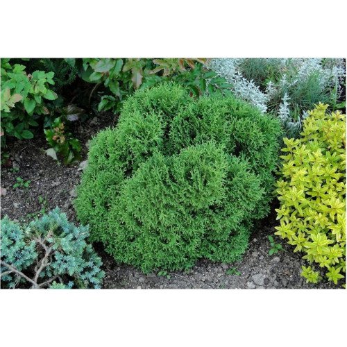 Куплю саджанець туї Tiny Tim, висота 40 см, купю саджанець туї Тайні Тім