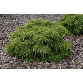 Тсуга Джедделох продам саджанець, висота 30 см, продам тсугу Jeddeloh