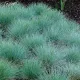 Костриця Елайджа Блю продам саджанець, контейнер С2, продам саджанець фестуки Elijah Blue