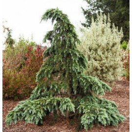 Кедр Дівінілі Блю продам саджанець, висота 110 см, продам кедр Divinely Blue