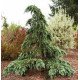 Кедр Дівінілі Блю продам саджанець, висота 110 см, продам кедр Divinely Blue