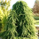 Кедр гімалайський Пендула продам саджанець, висота 180 см, продам кедр гімалайський Pendula